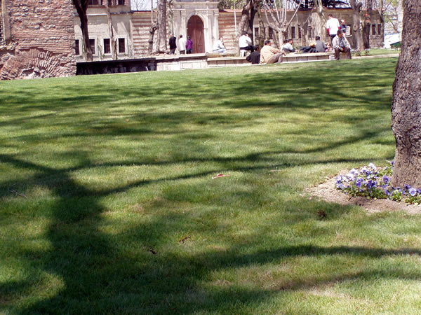 lawn 1