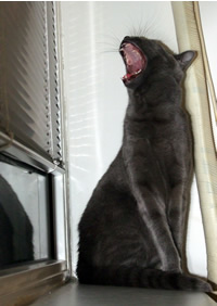 1001 Cats Blog Carnival 1st Edition