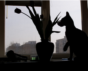 Pictures of cats and tulips