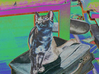1001 Cats: the paradox and the carnival