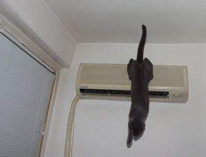 Cat jumping