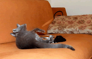 Funny cat picture