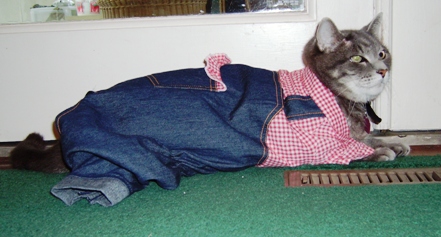 Cat fashion