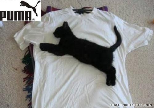 Puma cat shirt