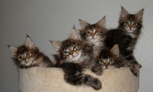 Sweet kittens