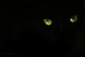 cat eyes