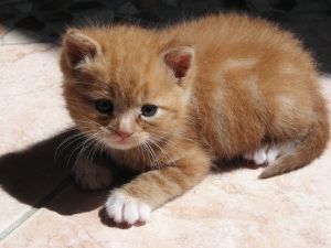 Leo the tiny shiny kitty