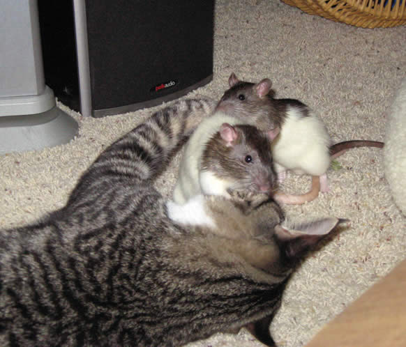 Cat hugs rats