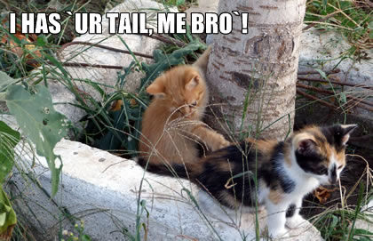 lolcats tail play