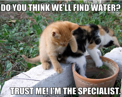 lolcats pot1