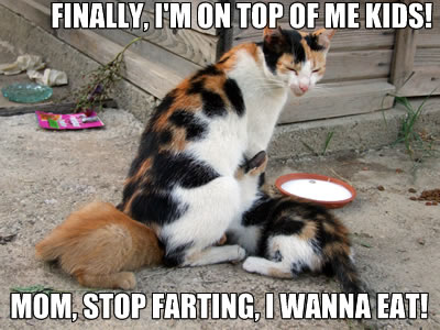 lolcats 5