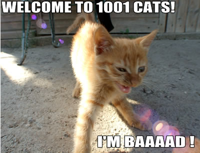 lolcats bad cat