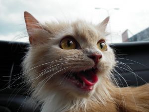 panting kitten