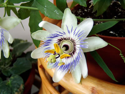passiflora1