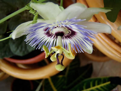 passiflora2
