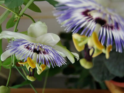 passiflora3