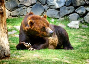 Blogging bear